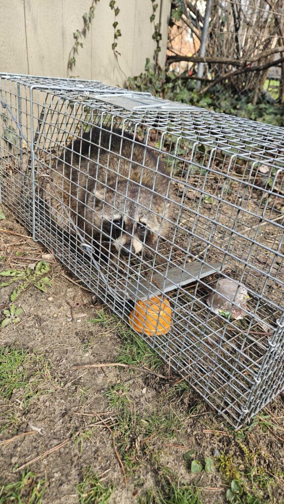 Expert Bat Removal Service LLC