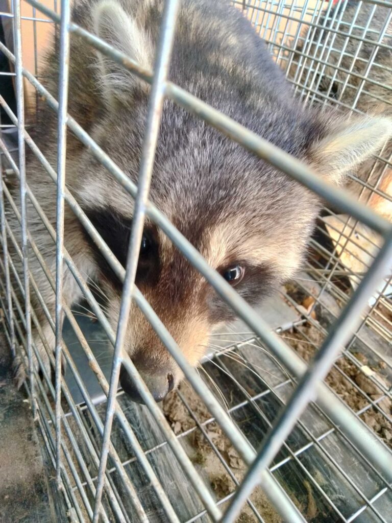 Expert Bat Removal Service LLC